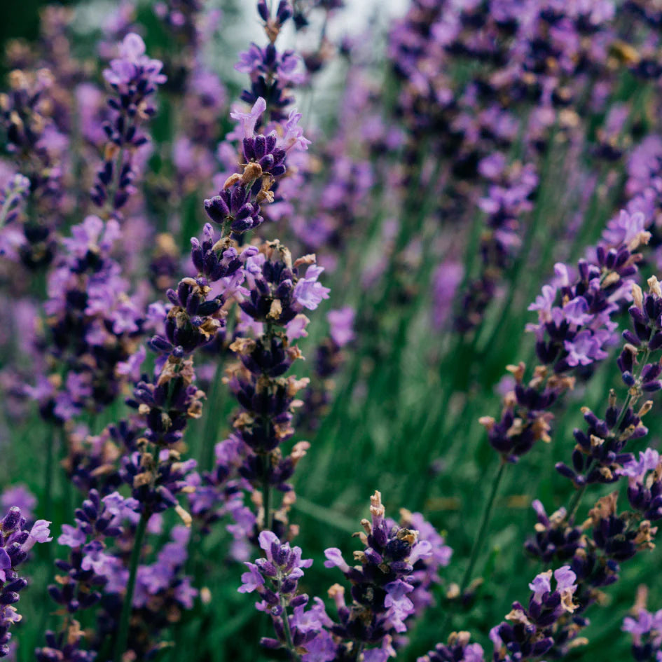 St Eval -Diffuser Refill - Lavender Fields