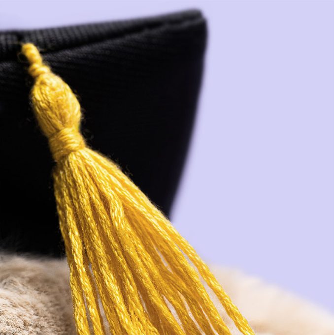 Jellycat - Bashful Bunny with Graduation Outfit