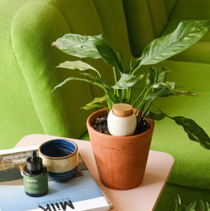 Pepin - Plant Watering Olla - Green & Lilac Stripe