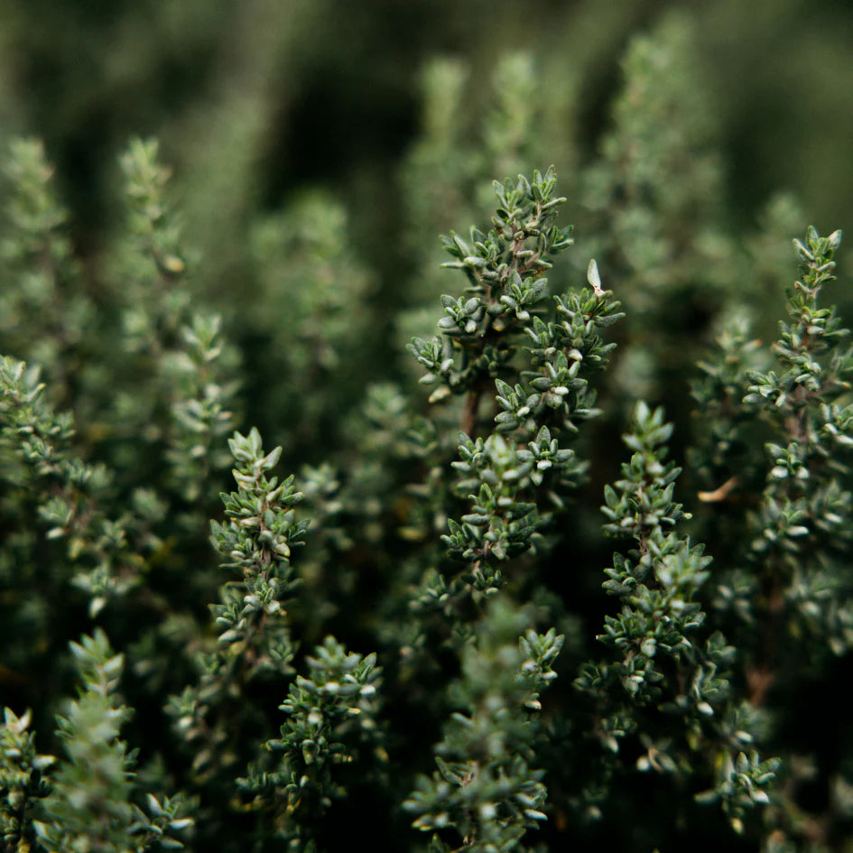 St Eval - Reed Diffuser - Thyme & Mint