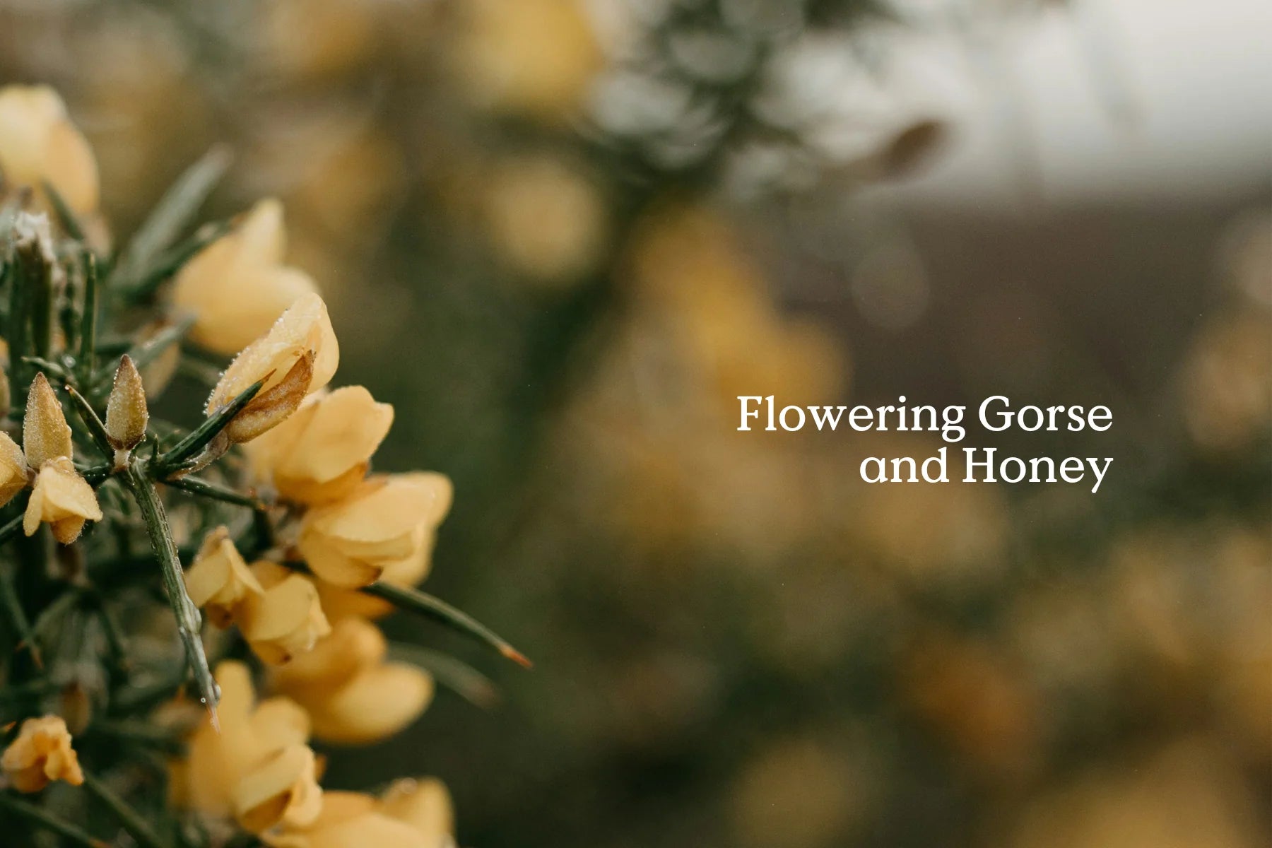 Belong - Folk - Tin of Incense Cones