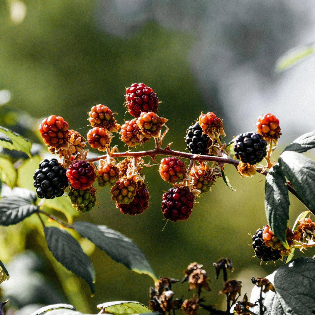 St Eval - Tin Candle - Hawthorn & Berries