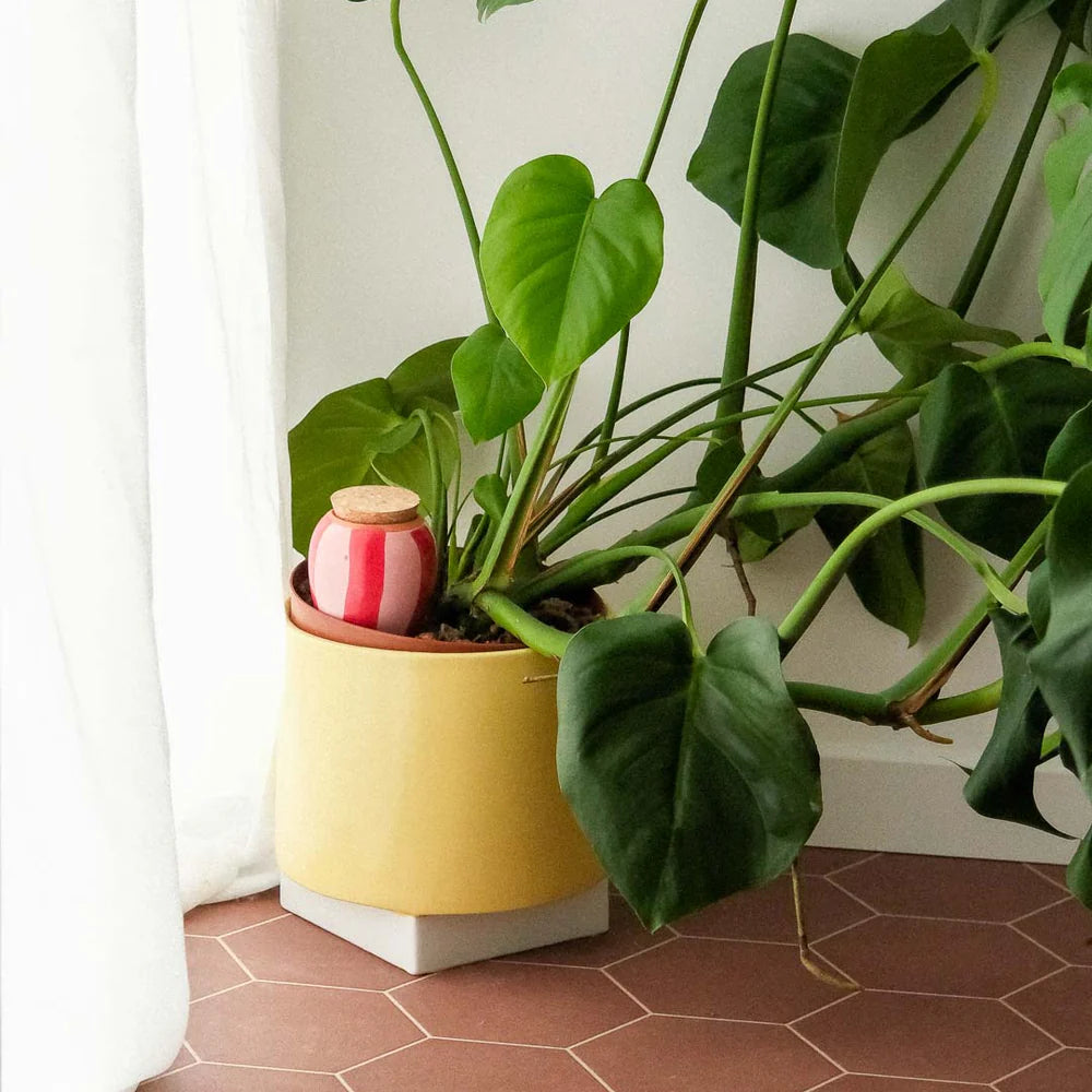 Pepin - Plant Watering Olla - Pink & Red Stripe