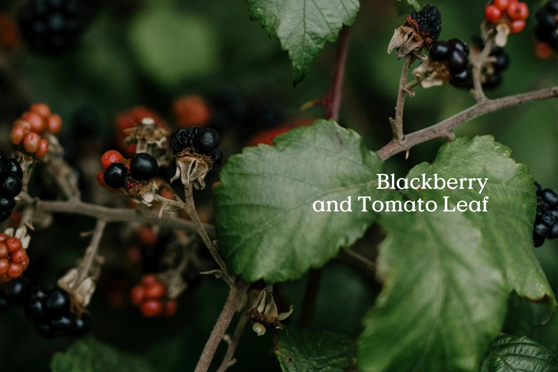 Wander - Folk - Tin of Incense Cones