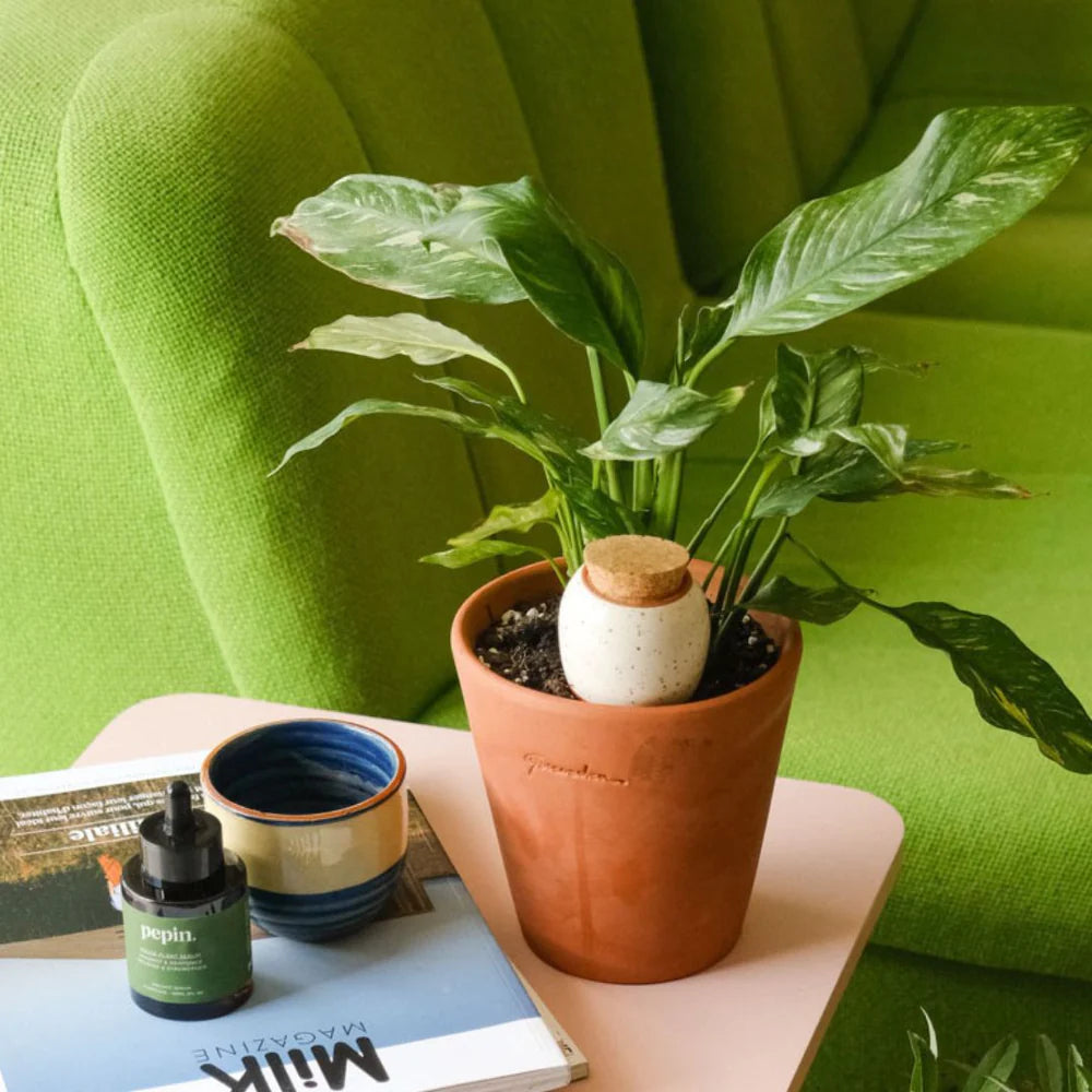 Pepin - Plant Watering Olla - Mini Trio - Iconic