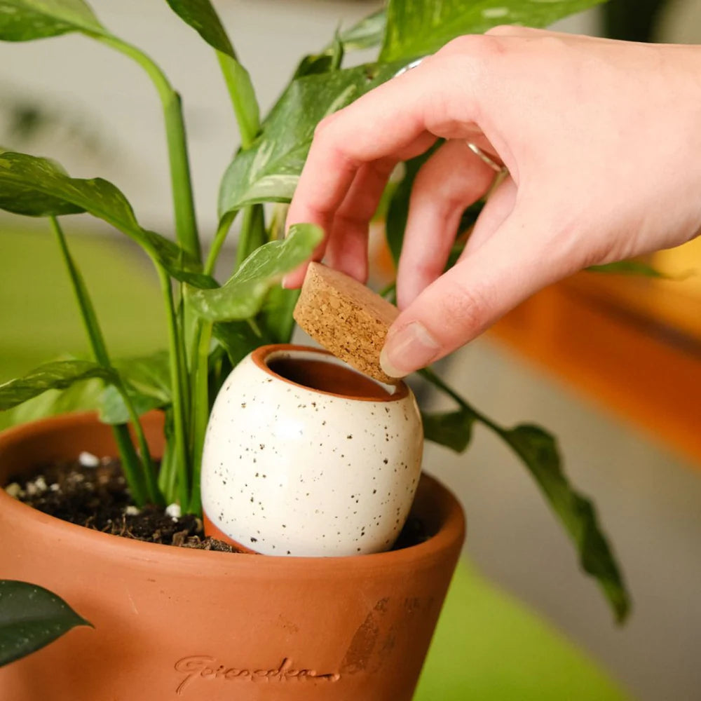 Pepin - Plant Watering Olla - Green Stripe