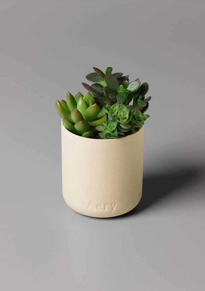 Aery -Himalayan Cedarleaf Scented Candle