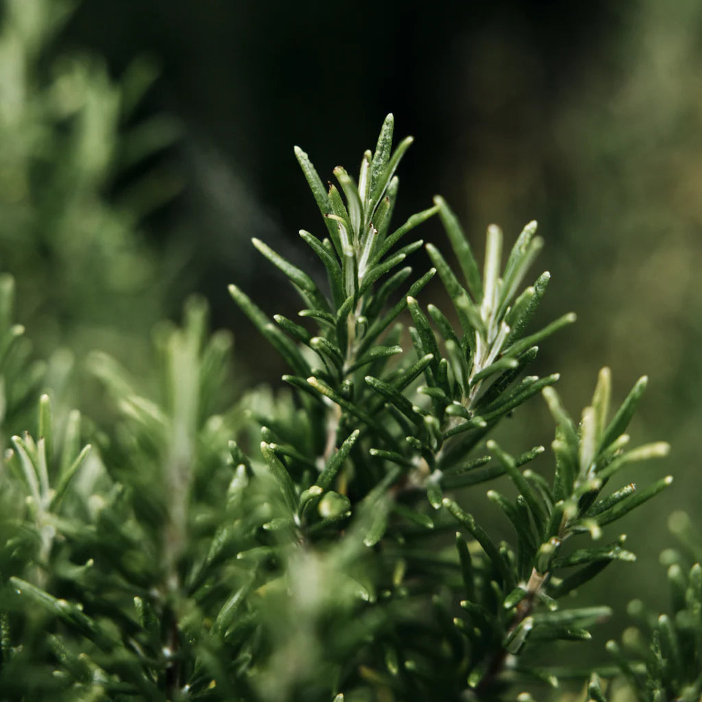 St Eval - Bay and Rosemary Hand Lotion
