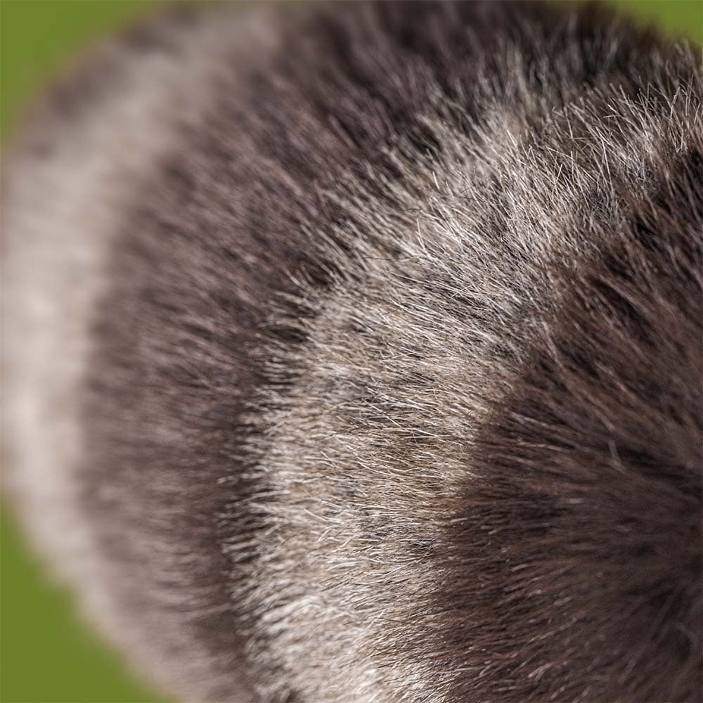 Close-up of Jellycat Trixiwoo Raccoon Soft Toy grey fur with a blurred green background. Close-up of Jellycat Trixiwoo Raccoon’s fluffy grey-brown fur.