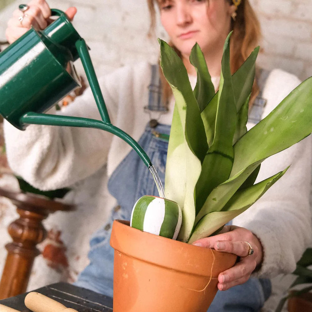 Pepin - Plant Watering Olla - Mini Trio - Stripes