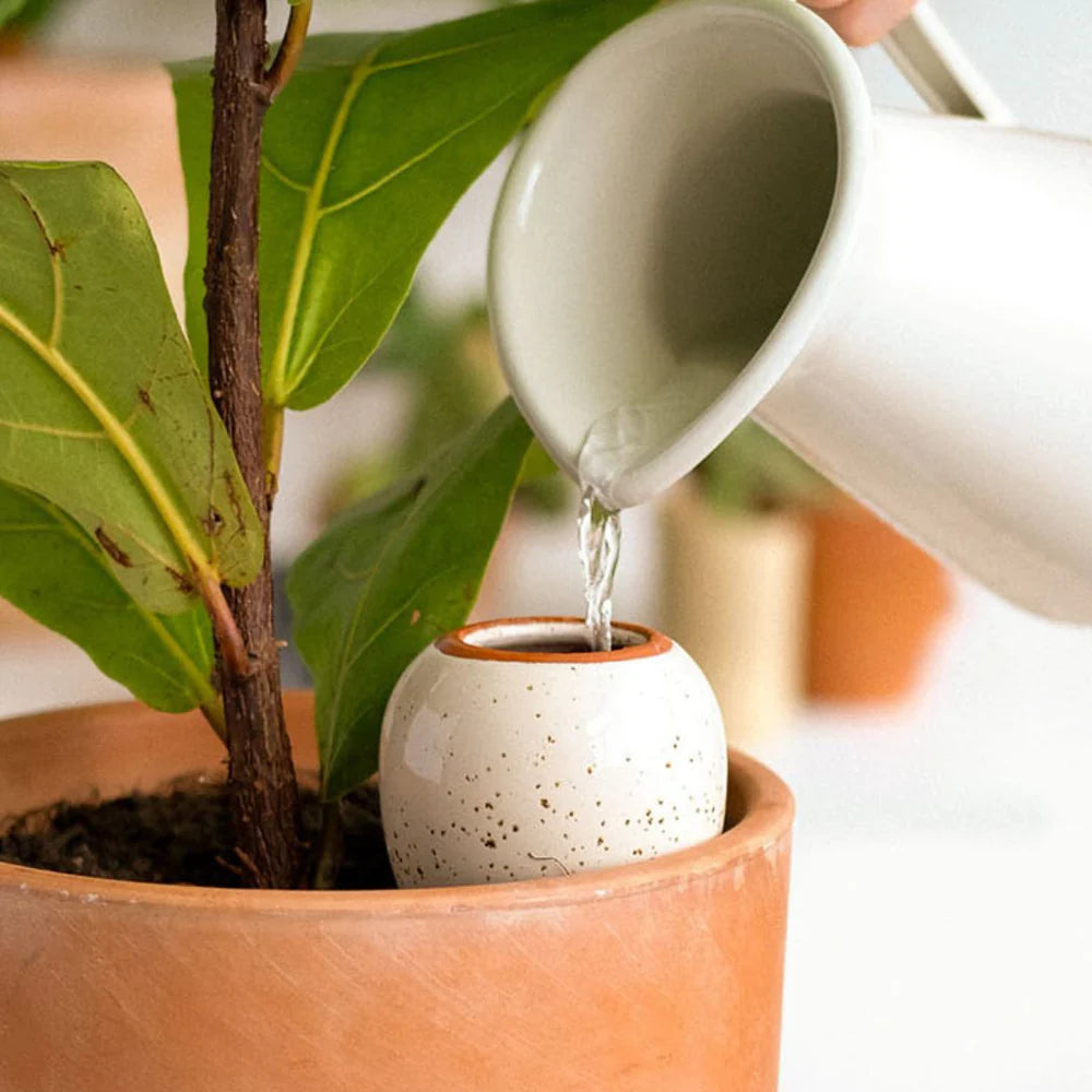 Pepin - Plant Watering Olla - Green Stripe